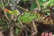 葫芦岛云南南滚河保护区首次发现红唇棘蜥