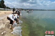 葫芦岛云南江川举行增殖放流活动 逾54万尾鱼游入星云湖